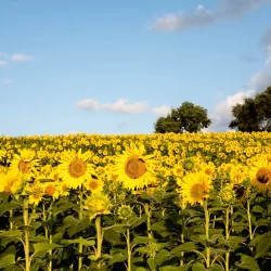 girasoles