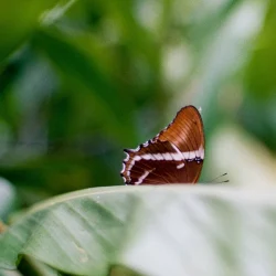 mariposa